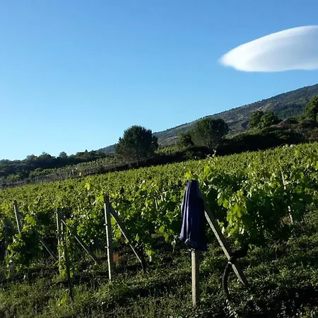 In Vigneto