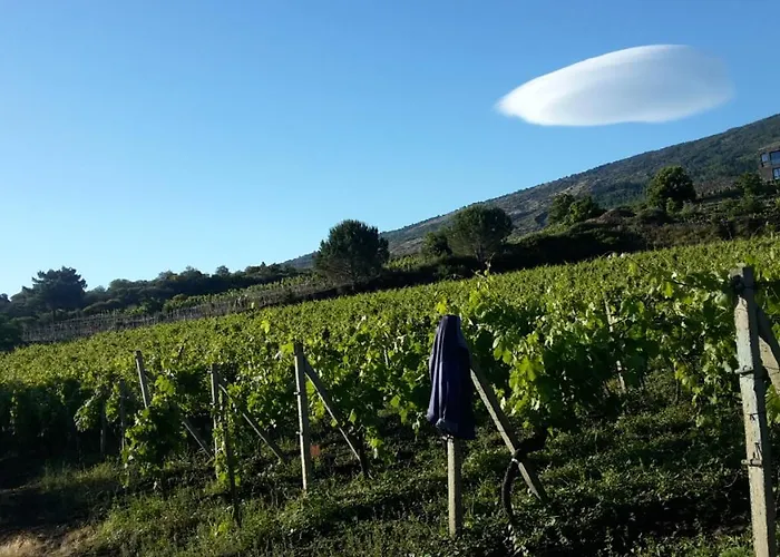 In Vigneto